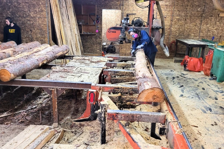 The local larch wood logs, are sawed